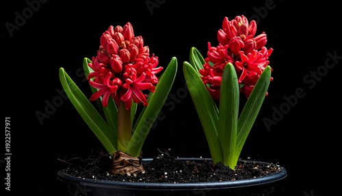Two vibrant red flowers with green leaves in a pot