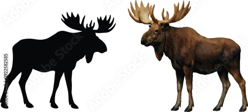 A striking visual contrast a full color moose alongside its black silhouette