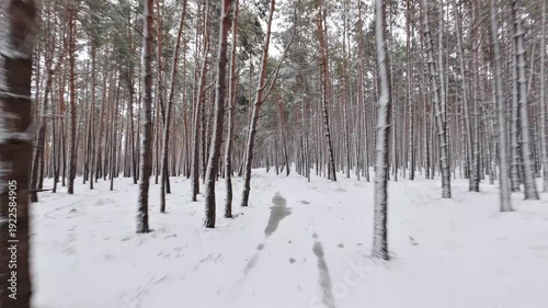 Path Through a Snow-Covered Pine Forest