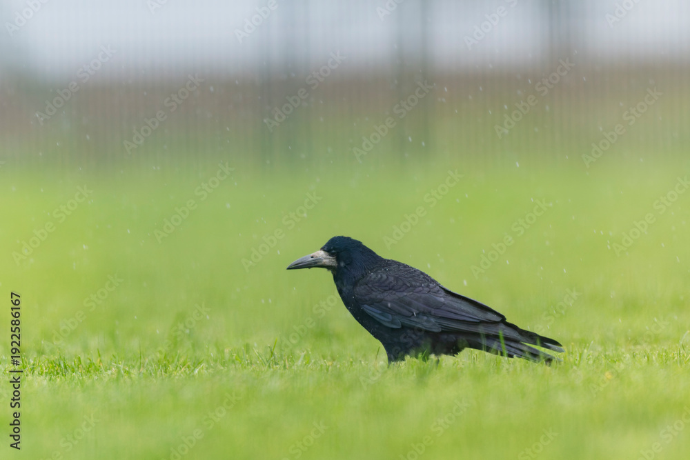 Obraz premium Rook Corvus frugilegus in a meadow in winter