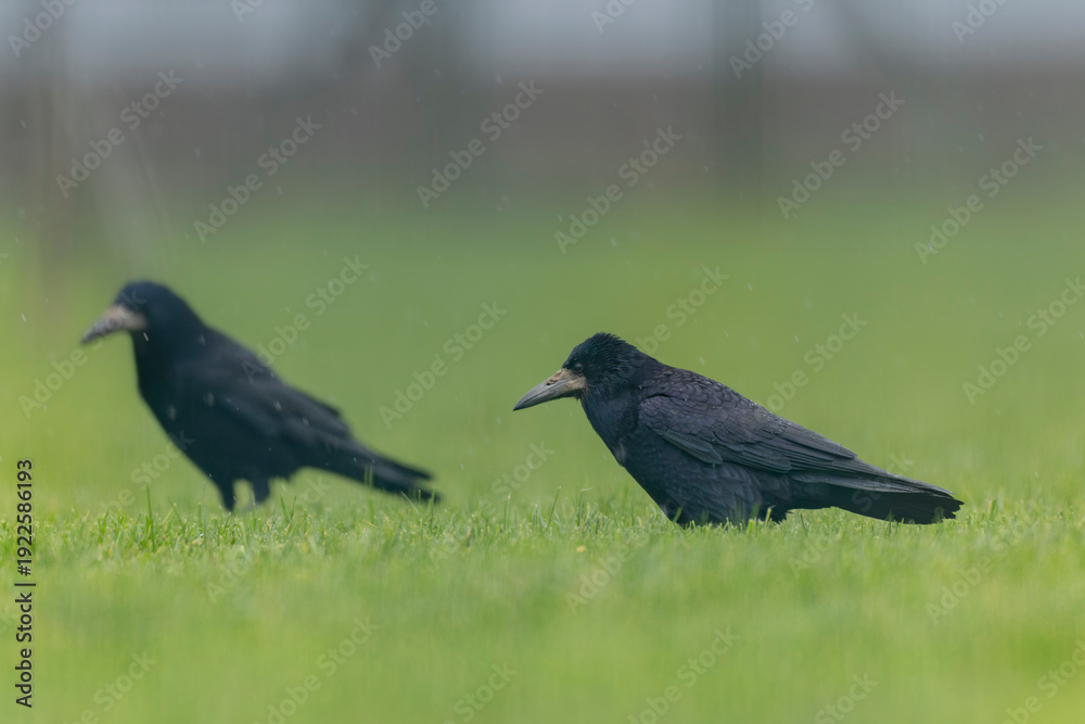 Obraz premium Rook Corvus frugilegus in a meadow in winter
