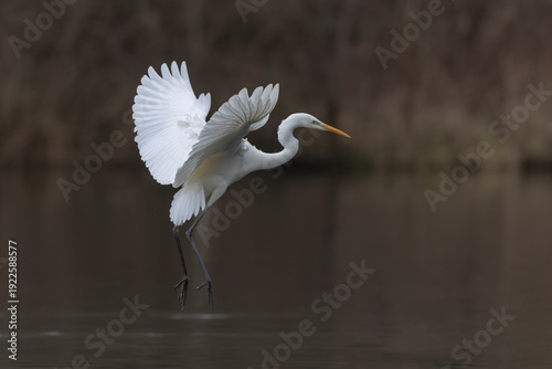 Great white Egret Ardea alba near the Rhine,  Alsace, France