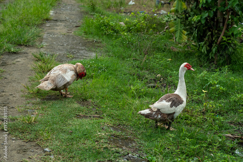 white duck in the park