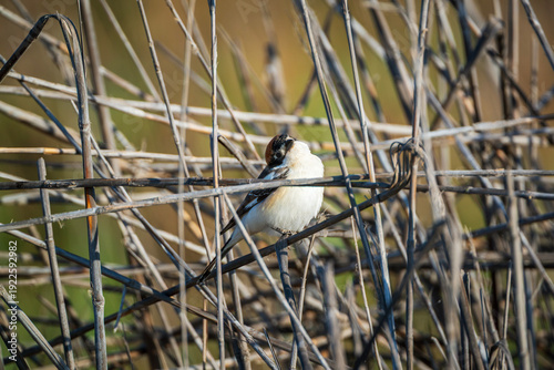 great crested grebe