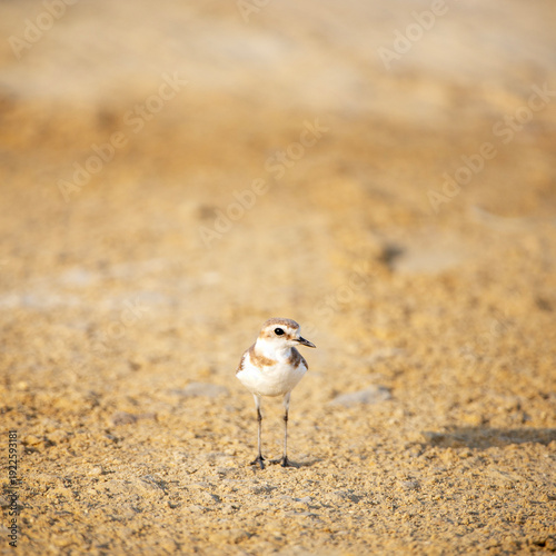robin on the beach