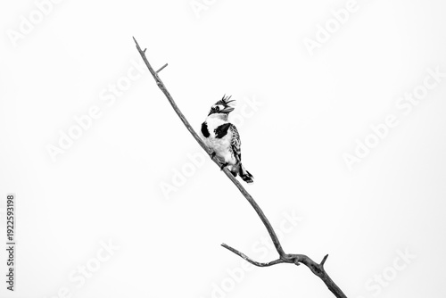 black and white butterfly