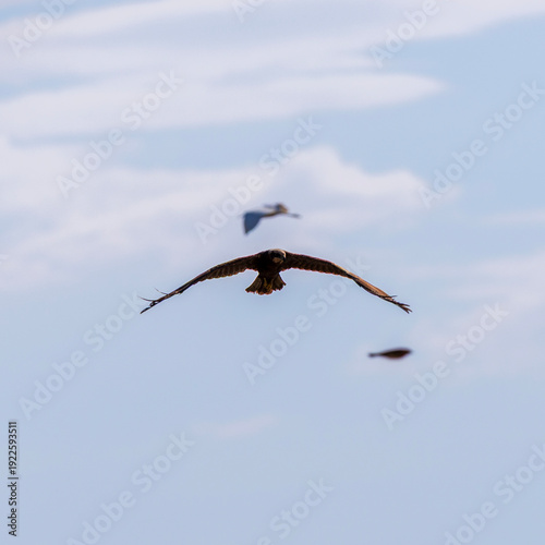 seagull in flight