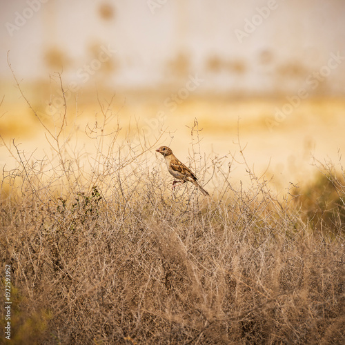 bird in the grass