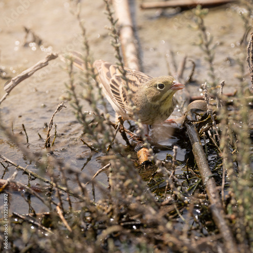 female house sparrow
