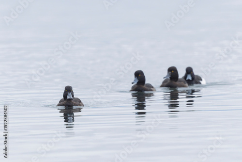 Tufted Duck Aythya fuligula swimming on or flying over the Rhine, Alsace, Eastern France