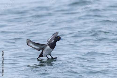 Tufted Duck Aythya fuligula swimming on or flying over the Rhine, Alsace, Eastern France