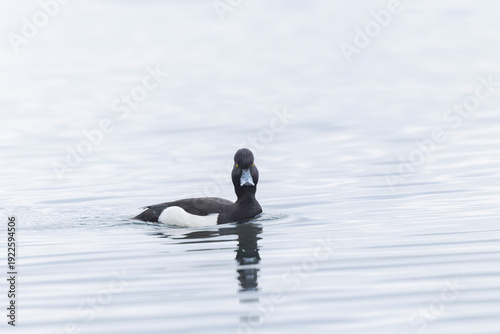 Tufted Duck Aythya fuligula swimming on or flying over the Rhine, Alsace, Eastern France