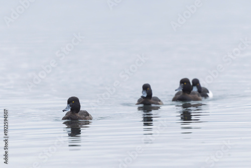 Tufted Duck Aythya fuligula swimming on or flying over the Rhine, Alsace, Eastern France