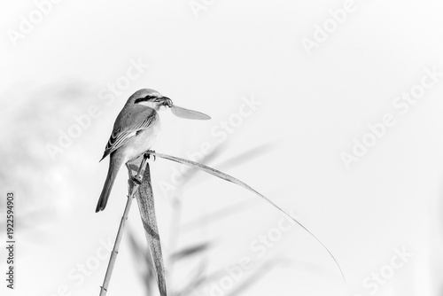 heron on the beach