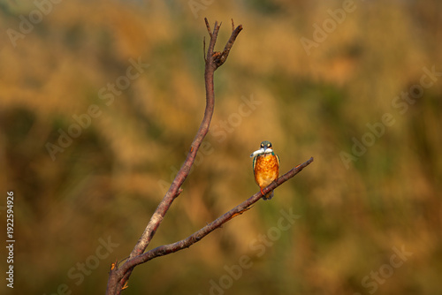 red backed shrike