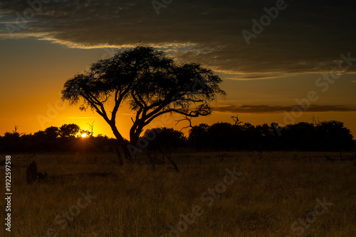 African Savannah Sunrise with Silhouette of Acacia Tree in Botswana