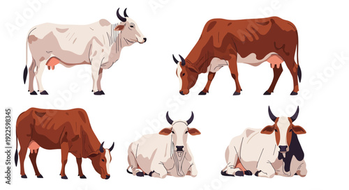 Set of Zebu Cow Illustrations, Brahman Cattle in Different Poses, Grazing and Sitting Cow Vector Isolated on White Background