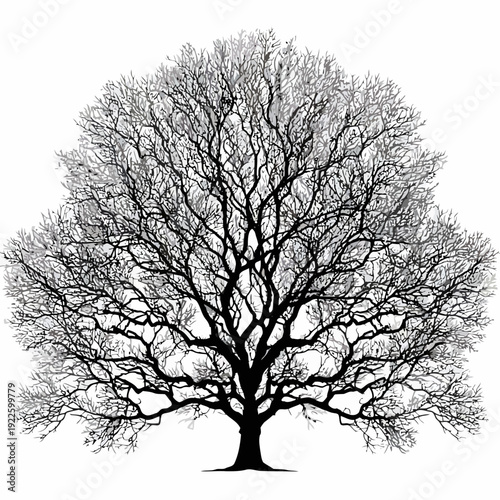 A black vector silhouette of a bare tree stands alone in a white background.