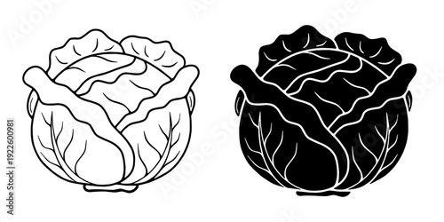 Cabbage line art and black silhouette illustration