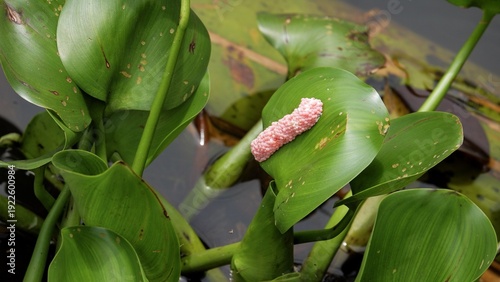 A cluster of bright pink snail eggs attached to a green water hyacinth leaf in a pond. This macro nature shot captures the reproduction cycle of aquatic life in a freshwater ecosystem.