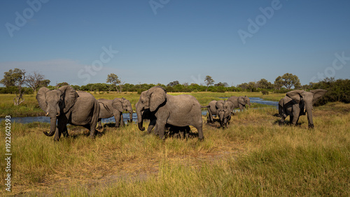 Herd of African Elephants Crossing Lush Grasslands in Botswana