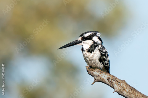Pied Kingfisher Perched on a Branch Against a Soft Blurry Background