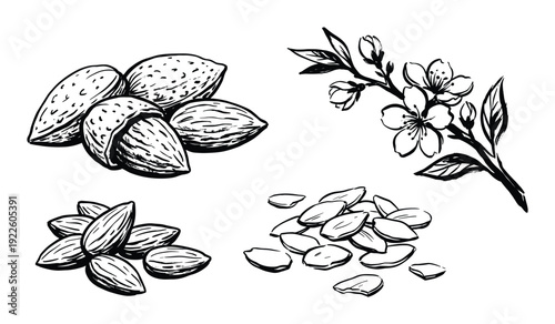 Almonds with Flowers Hand Drawn Vector Illustration, nuts, almond flower