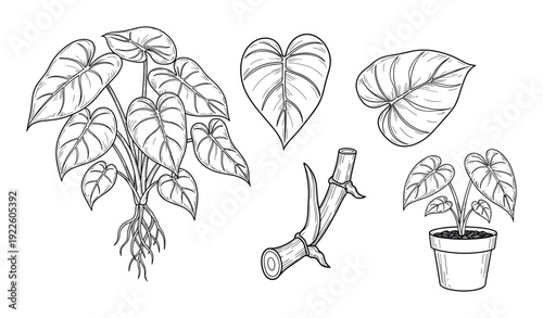 Alocasia plant botanical illustration vector set with leaf and pot design