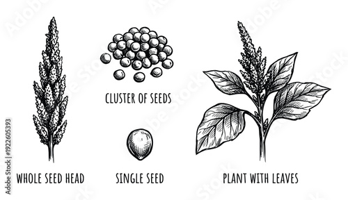 Amaranth plant parts illustrations whole seed head, cluster of seeds, single seed, plant with leaves drawings