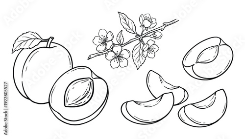 Apricot fruits with slices and blossoms detailed line art vector illustration