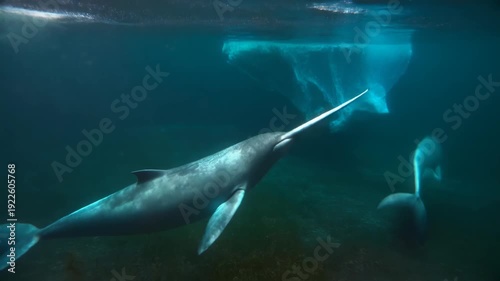 Narwhals swimming underwater near iceberg in arctic ocean habitat peaceful wildlife nature marine mammal footage