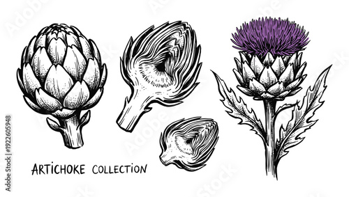 Artichoke collection vector illustration, botanical hand drawn sketch, blooming flower and cross sections