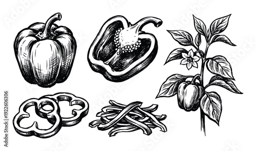 Bell peppers vector illustration. Whole, half, sliced and plant with pepper.