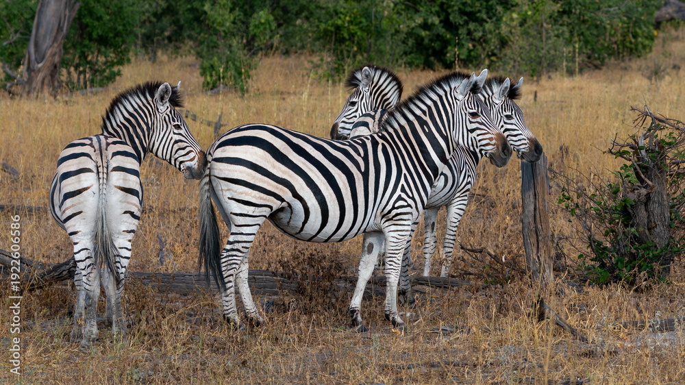 Obraz premium Small Herd of Burchell's Zebras Standing in the African Savannah Bush