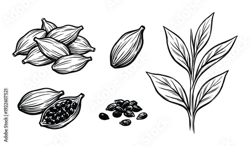 Cardamom pods and leaves botanical drawing, aromatic seeds vector illustration