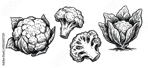 Cauliflower and Broccoli Sketch Illustration, Detailed drawing of vegetable, half slice and whole plants