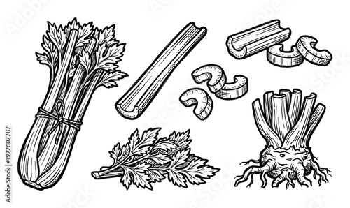 Celery stalks and celeriac root vector illustration set in detailed engraving style.