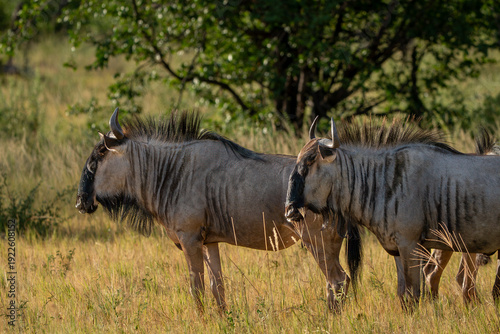 Photography Two Blue Wildebeests Standing Side-by-Side in African Savannah