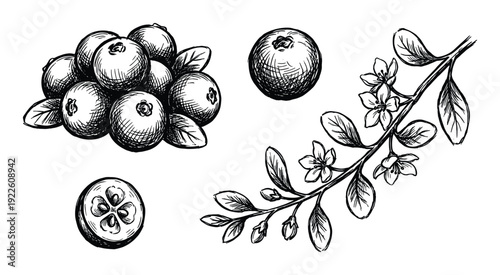 Cranberries sketch illustration with berry branch and flower blossoms hand drawn
