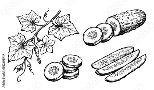 Cucumber plant with leaves, flower, sliced cucumbers vector illustration