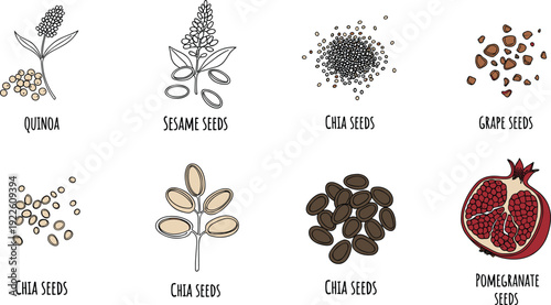 Superfood seeds outline vector set. Quinoa, sesame, chia and grape seed illustration. Hand drawn healthy ingredient collection with pomegranate for nutrition design.
