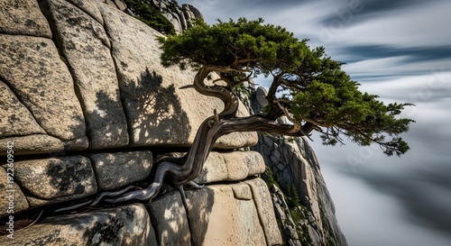 Gnarled pine tree growing on the edge of a steep rocky cliff with deep roots in the stone, overlooking a misty mountain landscape under a cloudy sky