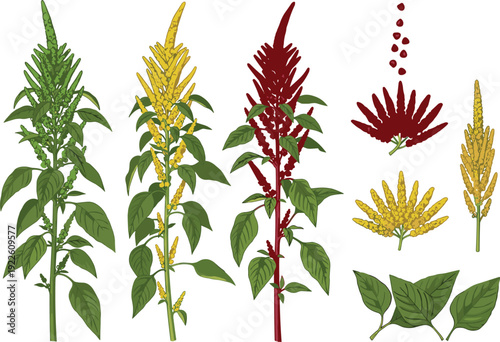 Amaranth plant vector illustration set. Green, yellow and red quinoa flowers with leaves. Detailed botanical superfood crop collection for agriculture and organic design.