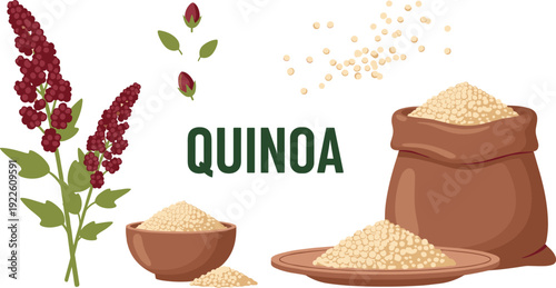 Quinoa vector illustration set. Organic superfood grains with plant, bowl and sack. Healthy vegan ingredient collection for grocery, nutrition and packaging design.