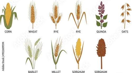Cereal crops vector set with names. Corn, wheat, rye, quinoa, oats, barley, millet and sorghum illustration. Agriculture grain collection for farm and organic food design.