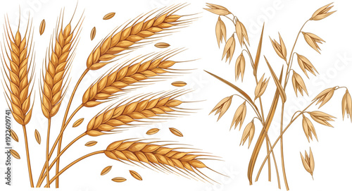 Wheat and oat ears vector illustration. Golden barley spikes and oat branches set. Detailed cereal crop design for agriculture branding and organic food packaging.