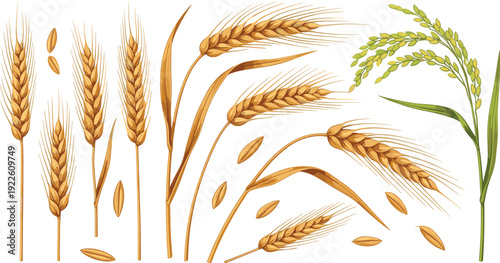 Wheat and rice ears vector set. Golden barley spikes and green paddy plant. Realistic cereal crop illustration for agriculture branding and organic food design.
