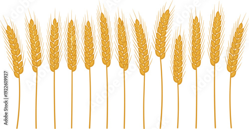 Golden wheat ears vector collection. Detailed cereal grain illustration isolated for agriculture, harvest and bakery branding design. Organic farm crop elements for packaging and logo use.