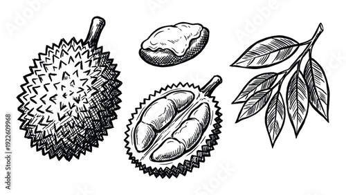 Durian fruit botanical illustration with seed and leaves. Hand drawn vector sketch of durian.