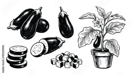 Eggplant illustration featuring whole, sliced, diced eggplant and eggplant plant in pot